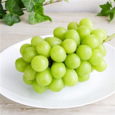 （山形県）シャインマスカット特秀品 「アンスリーファーム」