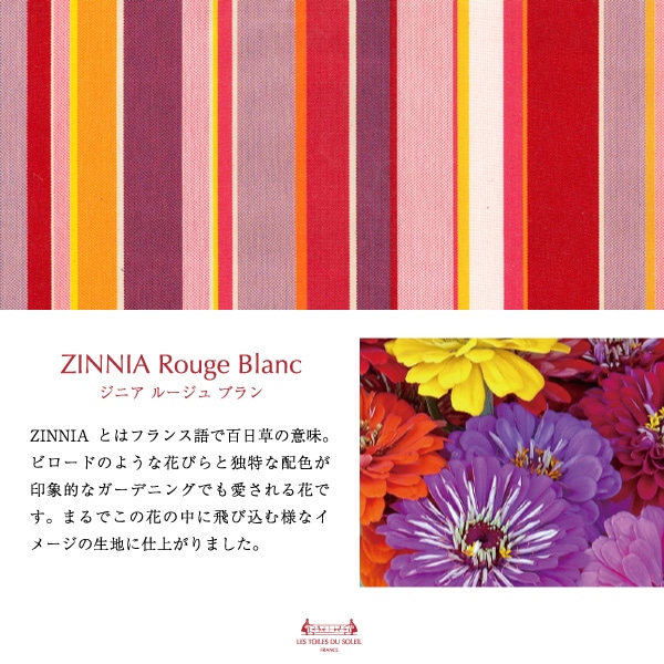 ジニア ルージュ ブラン/ZINNIA Rouge Blanc